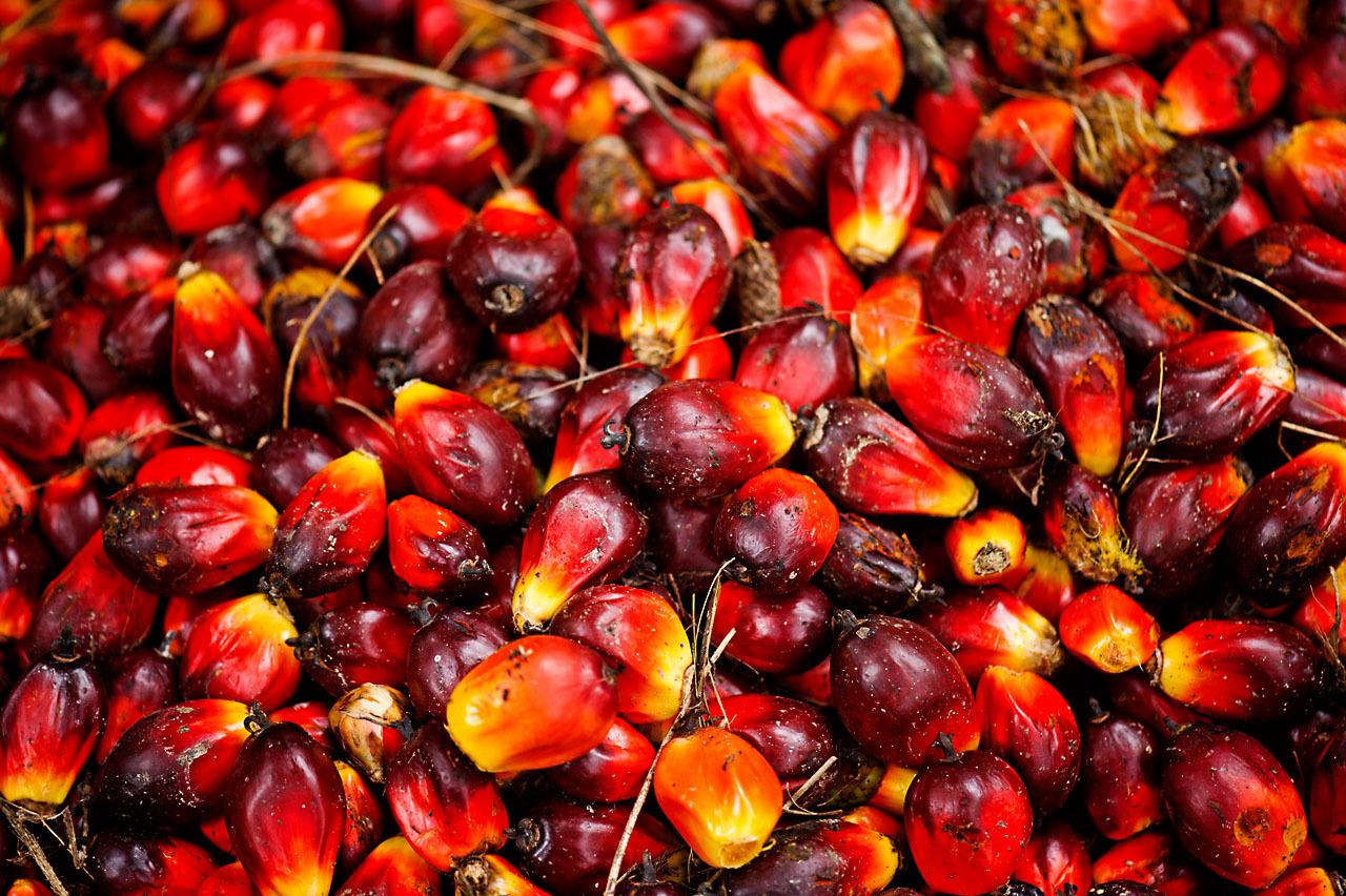 Les origines de l'huile de palme.